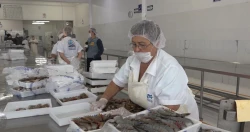 Producción de camarón en Sinaloa mantiene precios estables y repunte en acuacultura