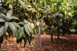Los productores de mango ya pueden registrar sus huertas