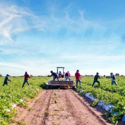 Sonora consolida su liderazgo en el campo y el mar