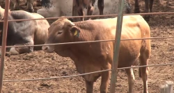 Libre Sinaloa de gusano barrenador