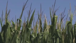 Sigue el panorama complicado para el sector agrícola con el desplome 8% en precio de maíz