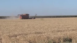 Urge un esquema de comercialización para las cosechas de garbanzo y trigo
