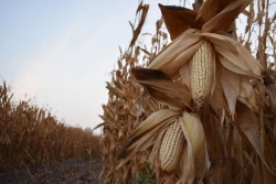 Productores al límite exigen rescate al campo la COUC exige apoyo inmediato