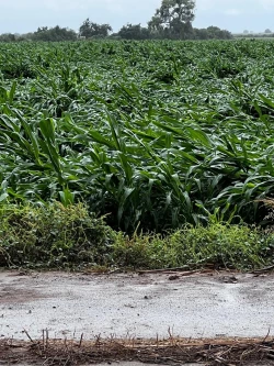 Productores enfrentan pérdidas, pese a seguros agrícolas