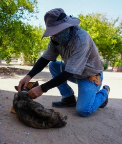 Detectar a tiempo y mantener limpio el entorno puede salvar vidas ante la rickettsiosis