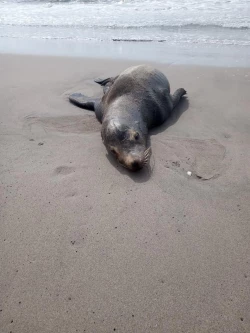 Rescatan a lobo marino que tenía un residuo de red en su boca, ya fue regresado a su hábitat natural
