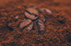 Investigador de la UAS propone el bagazo de café como alternativa económica y sana al chocolate
