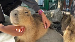 ¡Entrada a locales a solo $200 pesos! Aprovecha los descuentos del Gran Acuario Mar de Cortés
