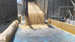 Exigen frenar la saturación de importaciones de maíz en plena cosecha