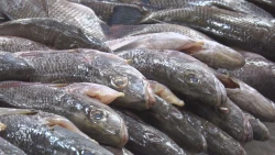 Con el inicio de la cuaresma en el mercado Garmendia se preparan con pescados y mariscos frescos