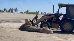 Localizan a ballena sin vida en Playa El Caimanero