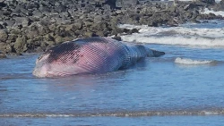 Ballena encontrada sin vida en Mármol,  será sepultada en el sitio para evitar riesgos sanitarios