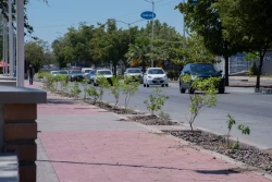 Avanza arborización del malecón con plantación de 172 glorias en el bulevar Francisco Labastida Ochoa