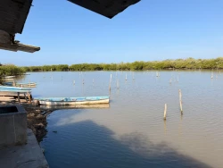 Lirio acuático ha sido uno de los factores que ha afectado la captura de camarón en los sistemas lagunarios de Mazatlán 