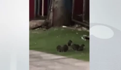 Denuncian plaga de ratas alrededor del ISSSTE