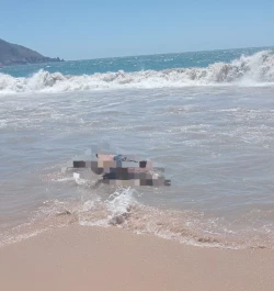 Encuentran a dos mamíferos sin vida en playas de Mazatlán