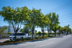 Avanza rehabilitación de camellón en bulevar José Limón 