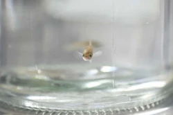 Investigadores de la UAS desarrollan alternativa biológica para el control del dengue