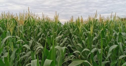 Territorios agrícolas se han convertido en construcciones