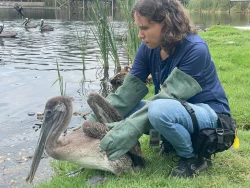 Mil animales han sido rescatados por el Hospital de la Fauna del Acuario Mazatlán