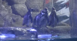 Acuario avanza con pago de adeudo tras firma de convenio con el Ayuntamiento de Mazatlán