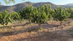 Temporada de mangos en la zona sur de Sinaloa  será “muy mala" en este 2026 