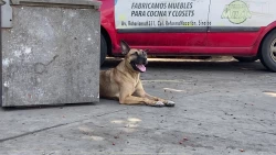Llama Ecología de Mazatlán ha cuidar a las mascotas en esta temporada de calor 