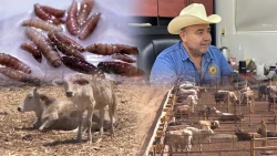 El Gusano barrenador está a punto de llegar a Sinaloa