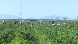 Amplían plazo para actualizar datos de productores agrícolas
