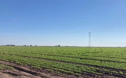Avanzan pagos a productores de maíz