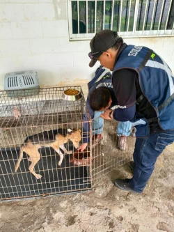 Ecología atiende reporte de presunto maltrato animal en la colonia Centro