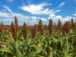 China aumenta solicitud de sorgo sinaloense