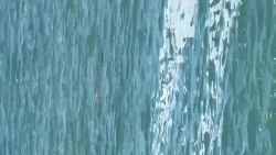 Alertan por presencia de cocodrilo en las playas de Mazatlán