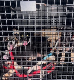 Fundación Laika rescata a 7 perros y encuentra en bolsas negras animales mutilados