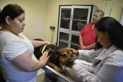 Por altas temperatura a extremar cuidados en las mascotas