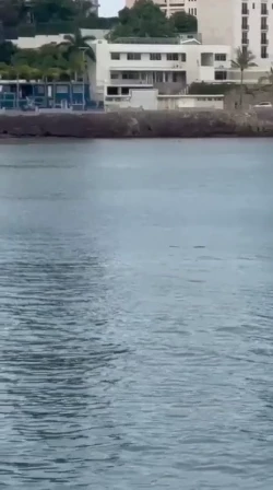 ¡Otra vez un cocodrilo en las Playas de Mazatlán!