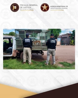 Rescatan a tres perros por maltrato animal en la colonia Beltrones de Ciudad Obregón