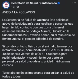 Emiten alerta sanitaria en Cancún tras detectar posible riesgo de rabia por una zorra gris