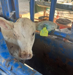 Revisiones constantes después del areteo para prevenir gusanos barrenador