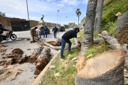 Intensifican limpieza de canales y arroyos y poda de árboles por prevención ante huracán Simón